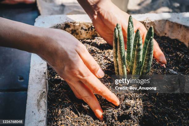 someone hand planting a small sansevieria cylindrica (or snake plant) tree in a soil block. - sansevieria stock pictures, royalty-free photos & images