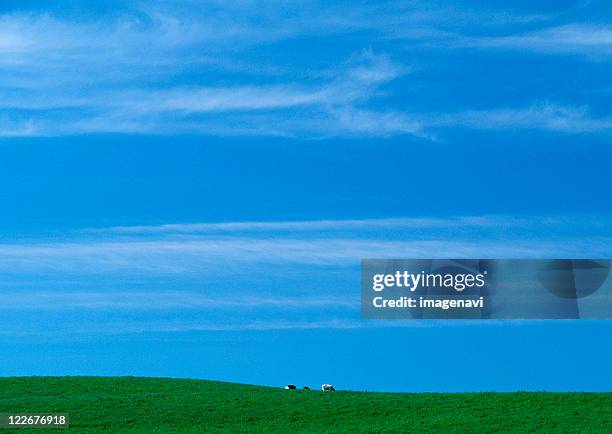 pasture - horizont über land stock-fotos und bilder
