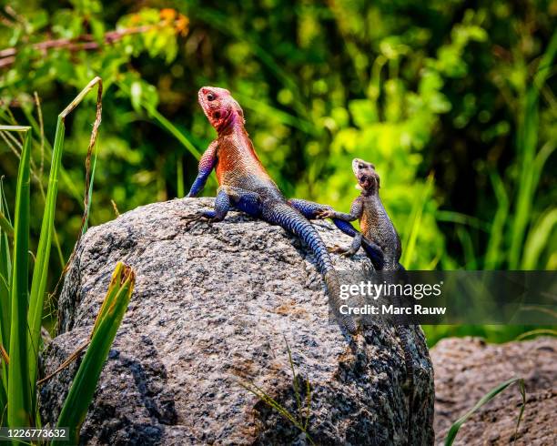 Colorful Monitor Lizards Yellow Monitor Lizards Photos and Premium High Res Pictures - Getty Images