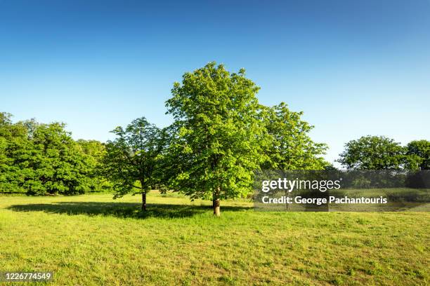 Syner Tree 56 Three Trees In Soil Field Stock Photos, High-Res Pictures, and ...