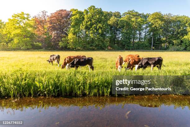 cows eating grass on a field next to the river on a sunny day - meadow brook imagens e fotografias de stock