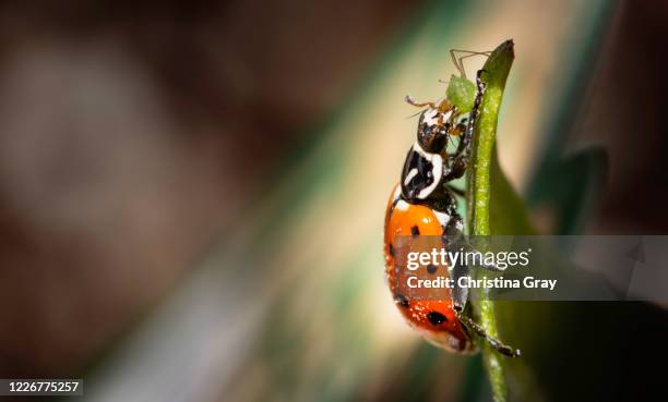 Ladybug Queue 70 Gray Ladybug Stock Photos, High-Res Pictures, and Images - Getty Images