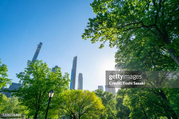 the sunlight illuminates the midtown manhattan skyscraper and glowing fresh green leaf trees in the central park during the quarantine for new york state on pause order at new york city ny usa on may 21 2020. - sheep meadow central park stock pictures, royalty-free photos & images