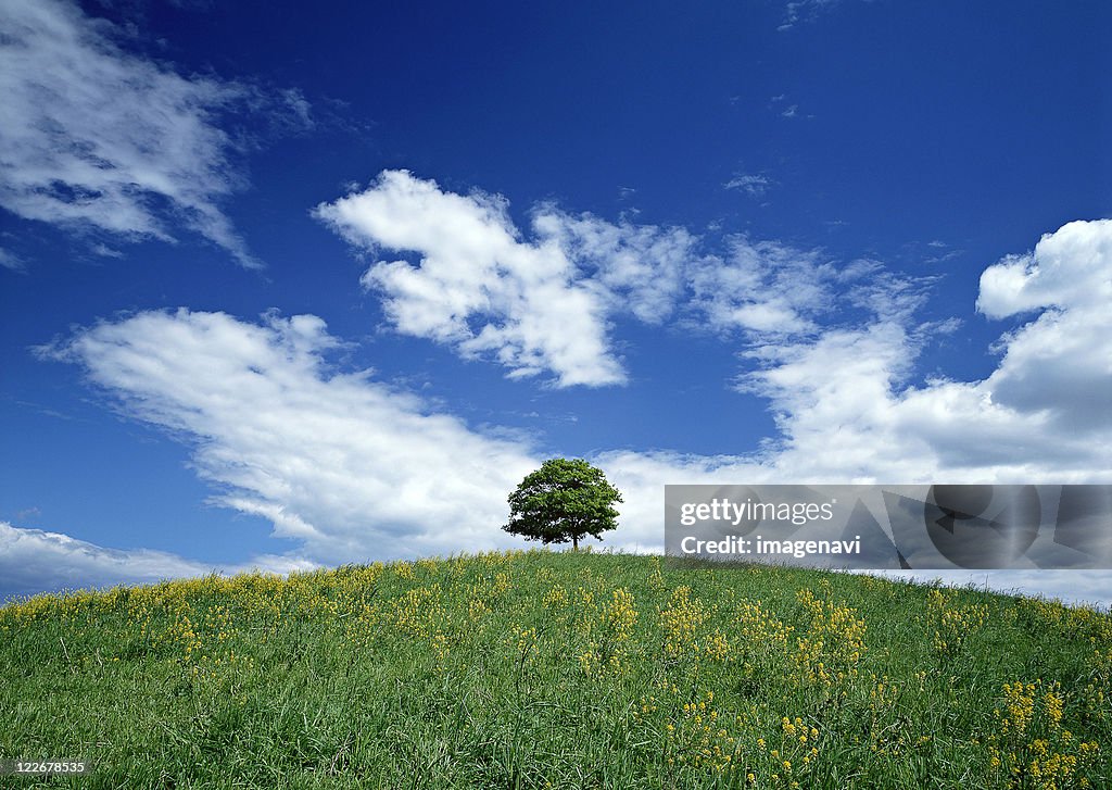 Flower Garden