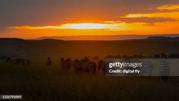african sunset - safari lodge stock pictures, royalty-free photos & images