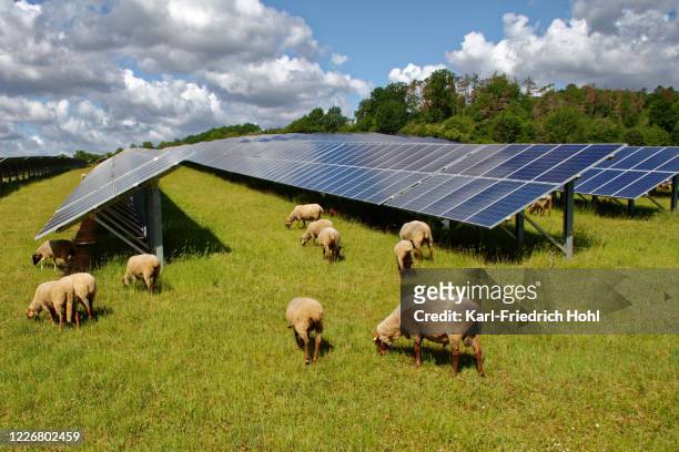 centrale solare con pecore - agnello animale foto e immagini stock