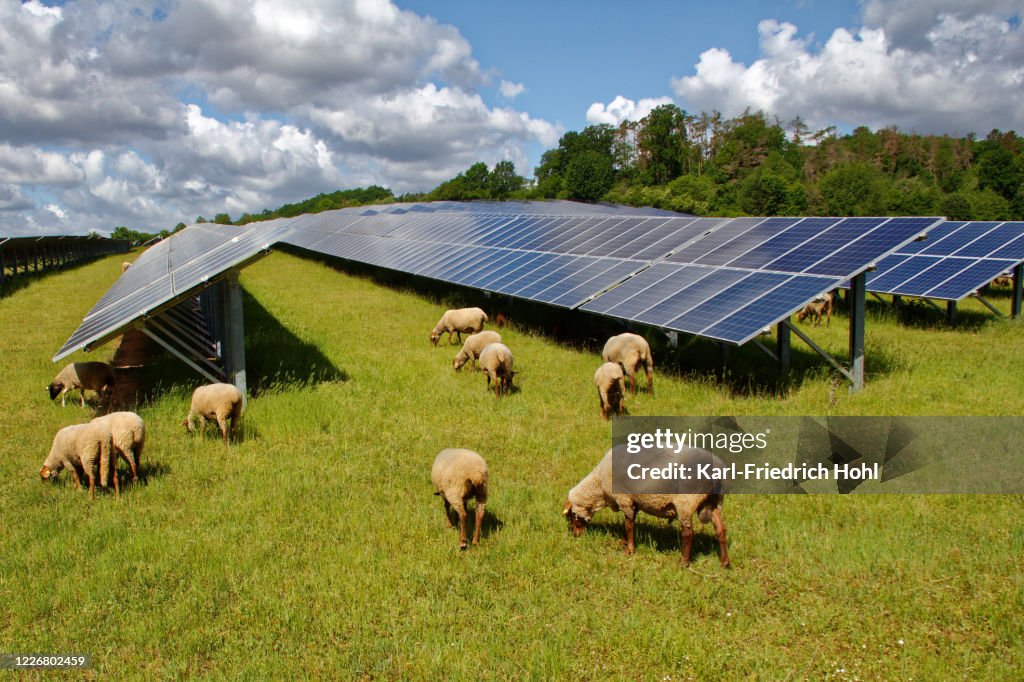 Zonnekrachtcentrale met schapen