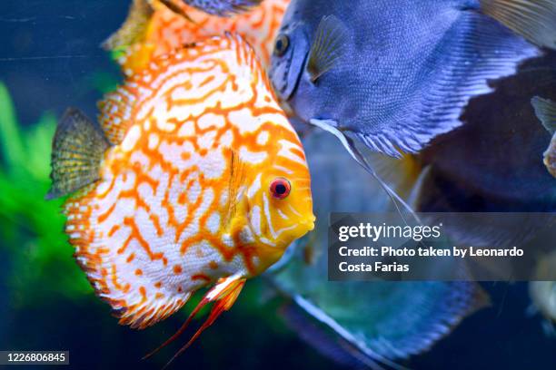 blue discus - atlanta georgia tourist attractions stock pictures, royalty-free photos & images