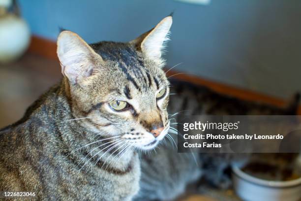 mr. bola - shorthair cat stock pictures, royalty-free photos & images