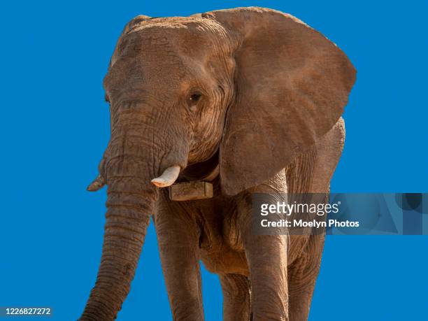 tagged african elephant female - collar stock pictures, royalty-free photos & images