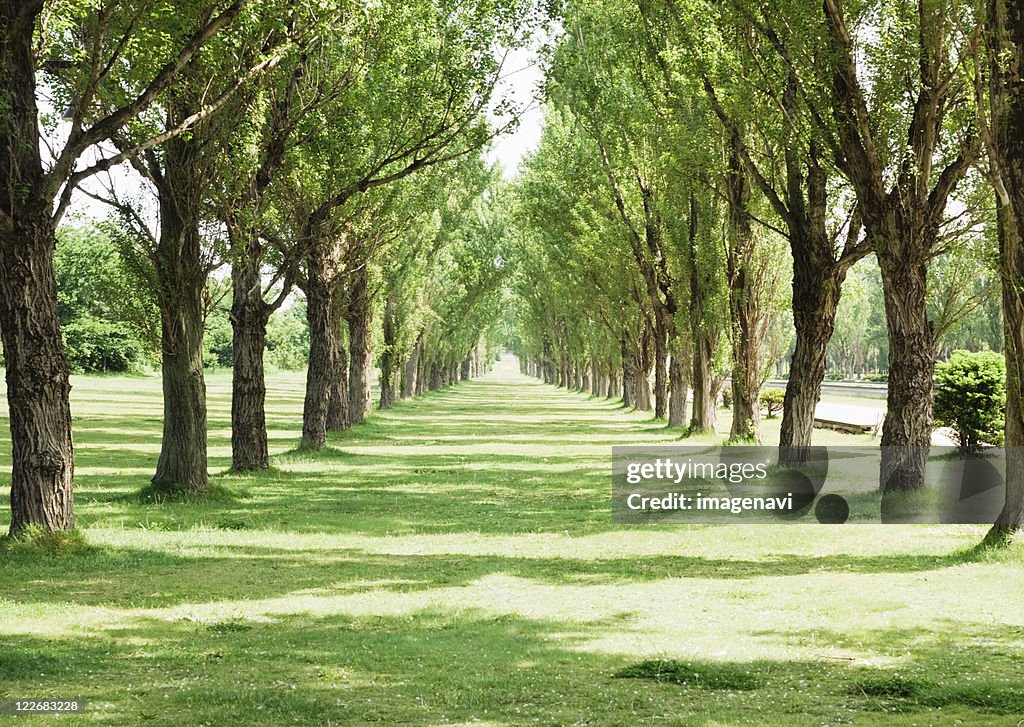 Tree-lined street