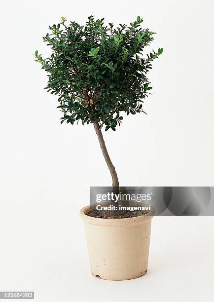 box tree - boxwood stock pictures, royalty-free photos & images