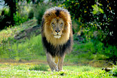 Male Lion staking prey