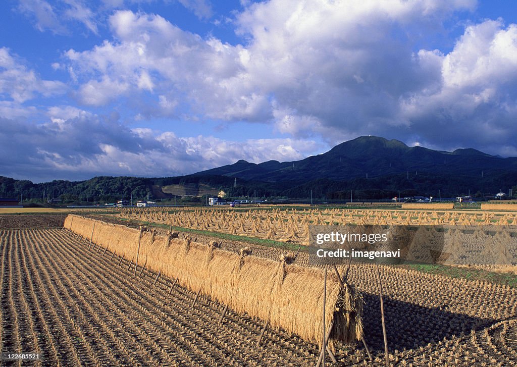 Rice-plant Rack