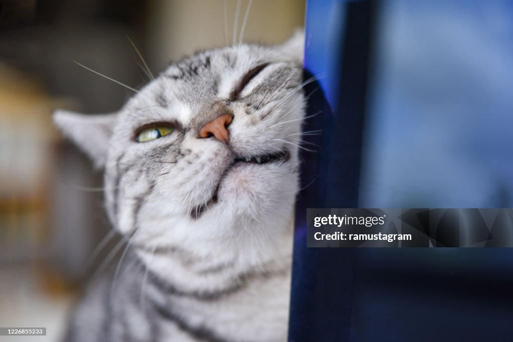 Cat rubbing his face on a computer