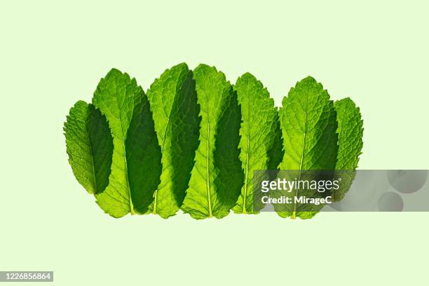 multi layered transluscent green mint leaves - minze freisteller stock-fotos und bilder
