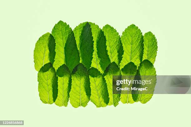 multi layered transluscent green mint leaves - mint leaf stock-fotos und bilder