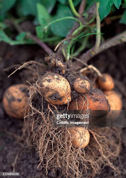 Potatoes With Roots 3,282 Potato Roots Stock Photos, High-Res Pictures, and Images - Getty ...