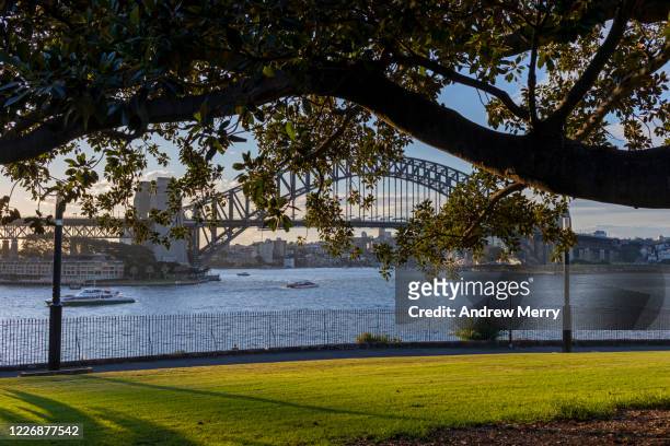 sydney harbour bridge and large tree branch in empty park with green grass, australia - royal botanic gardens sydney stock-fotos und bilder