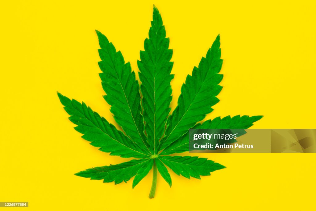 Marijuana leaf on a yellow background.
