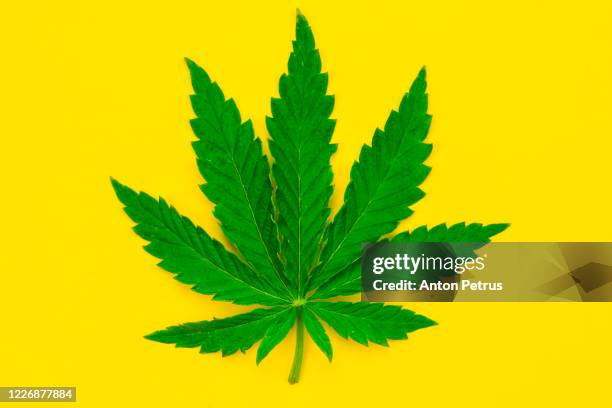 marijuana leaf on a yellow background. - marijuana leaf stock pictures, royalty-free photos & images