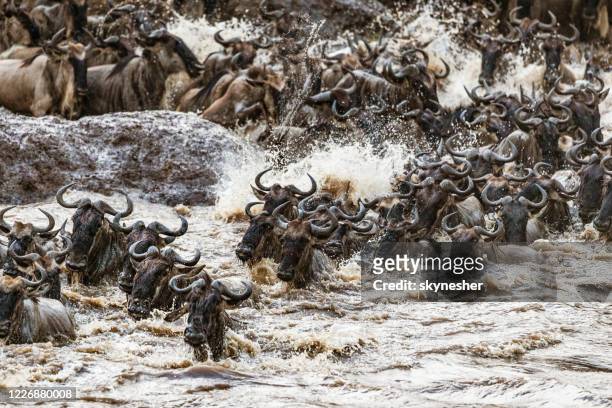 great wildebeest migration in masai mara. - wildebeest stampede stock pictures, royalty-free photos & images