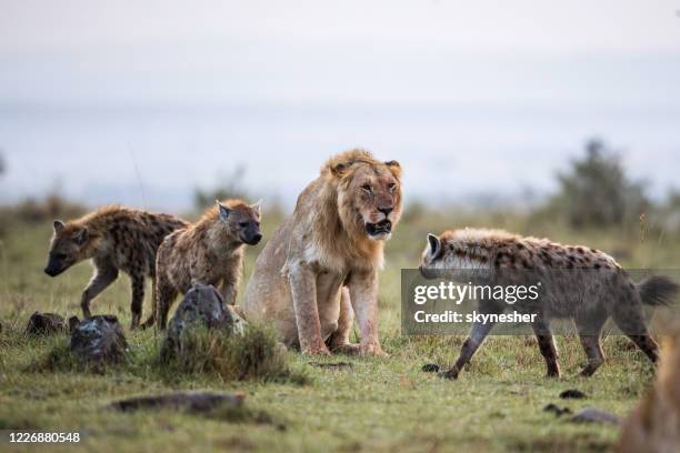 leone arrabbiato tra le iene in natura. - iena foto e immagini stock