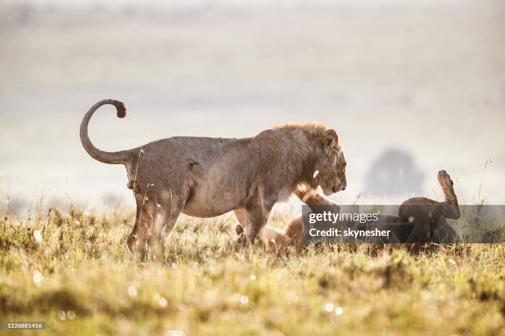 Leoni giocosi nel parco nazionale di Masai Mara.