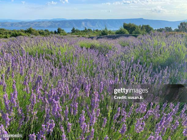 idyllic summer time lavendar fields overlooking island and adriatic sea - hvar croatia stock pictures, royalty-free photos & images