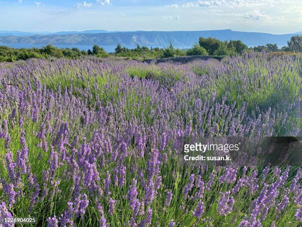 idyllic summer time lavendar fields overlooking island and adriatic sea - hvar - fotografias e filmes do acervo