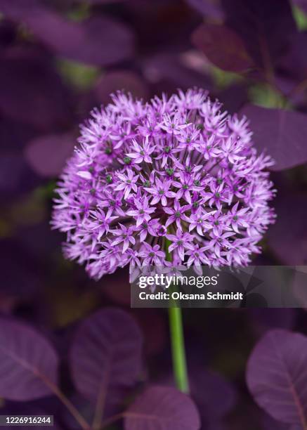 beautiful summer purple flower of giant onion growing in the spring garden - allium flower stockfoto's en -beelden