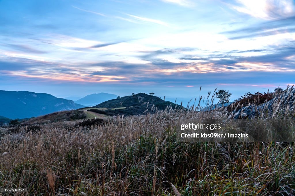 Sawgrass in Hwangmaesan Mountain, Hapcheon, South Korea