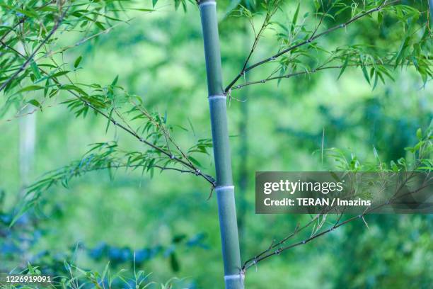 15 Bambo Tree Stock Photos, High-Res Pictures, and Images - Getty Images