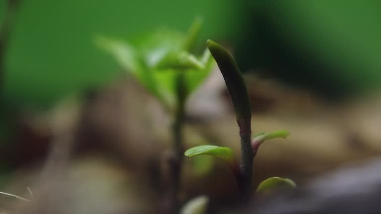 Sprouting Video Planting Tea Plant Videos and HD Footage - Getty Images