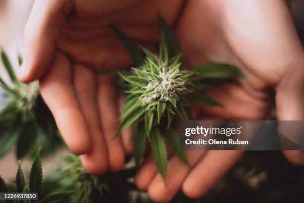 male hand holds a big cone of marijuana - big flower background stockfoto's en -beelden