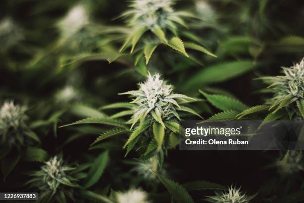 big beautiful leaves of marijuana close up - hanfpflanze stock-fotos und bilder
