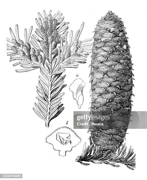 antique illustration, botany: abies alba (european silver fir) - silver fir tree stock illustrations
