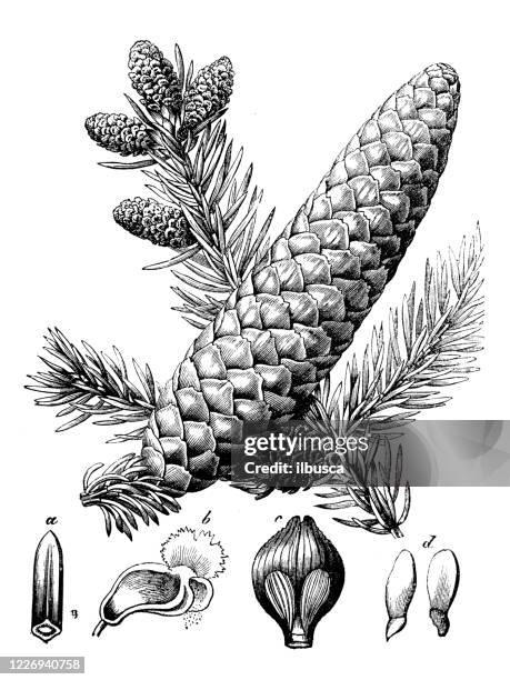 ilustrações, clipart, desenhos animados e ícones de ilustração antiga, botânica: picea abies, abeto da noruega, abeto europeu - pinha pinha de conífera