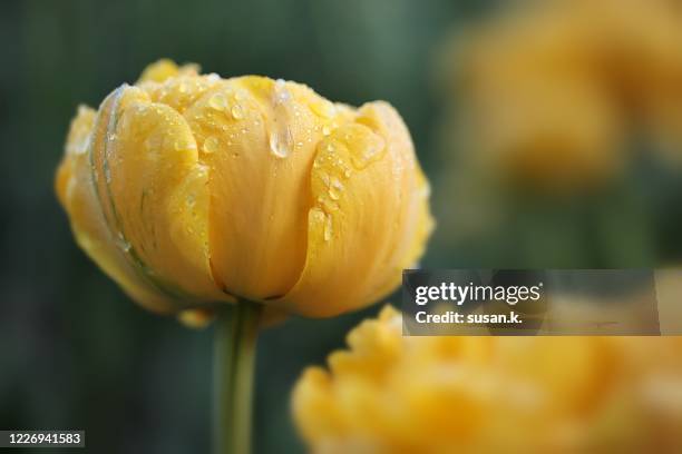 close up of tulip yellow pomponette covered in morning dew - weichzeichner stock-fotos und bilder