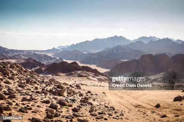 nabq desert - sinai stock-fotos und bilder