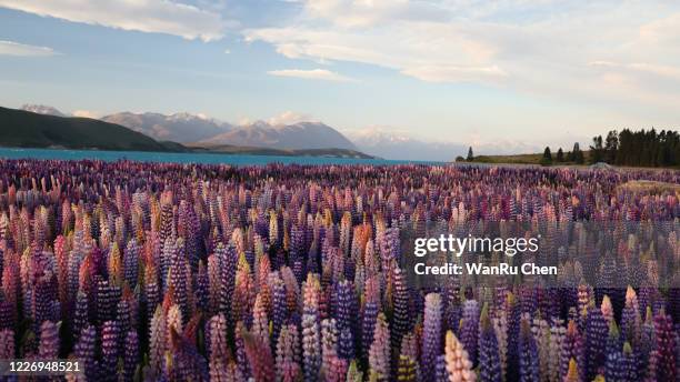 landscape at lake tekapo and lupin field in new zealand. lupin field at lake tekapo hit full bloom in december, summer season of new zealand. - tékapo fotografías e imágenes de stock