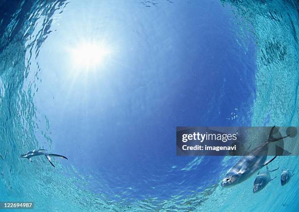 fishes in the sea - kleine groep dieren stockfoto's en -beelden