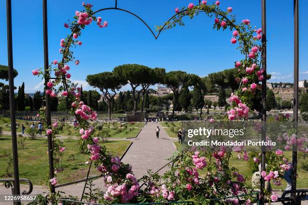 Rose Graden Rome 166 Rome Rose Garden Stock Photos, High-Res Pictures, and Images ...