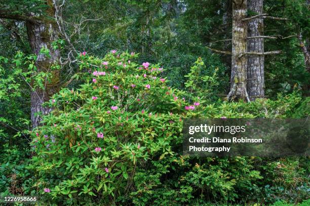 Oregon Native Rhododendron 22 Cape Arago Light Stock Photos, High-Res Pictures, and Images - Getty ...