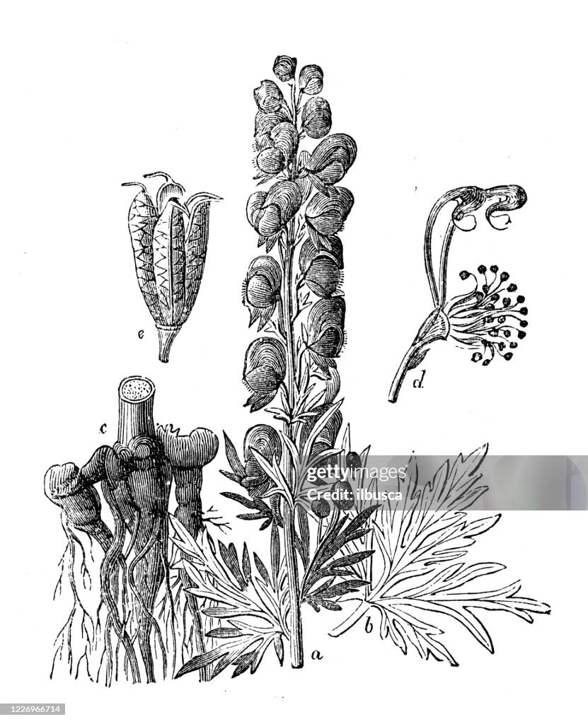 Antique illustration, botany: Aconitum napellus (monk's-hood, aconite, wolfsbane)