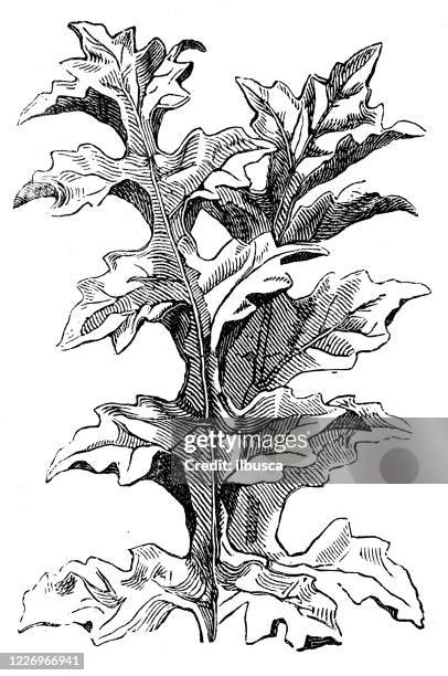 antique illustration, botany: acanthus - acanthus leaf stock illustrations