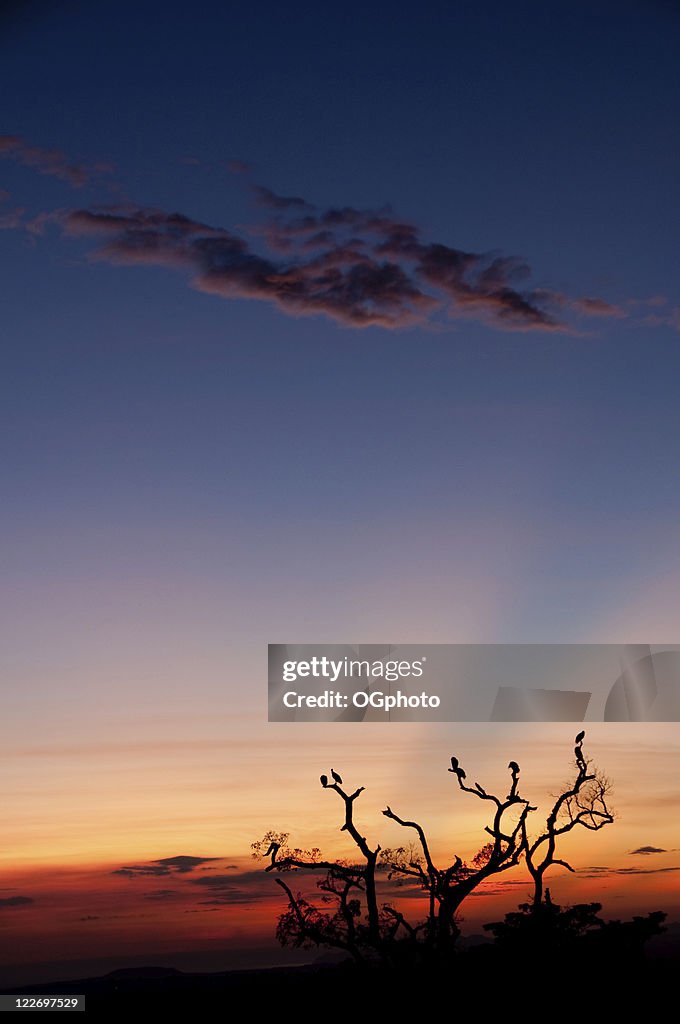 Roosting tree at sunset