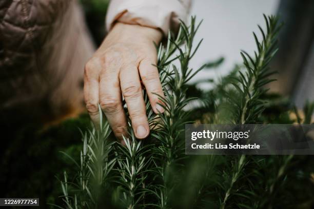 elderly woman touches and harvest the rosemary - spice stock photos et images de collection