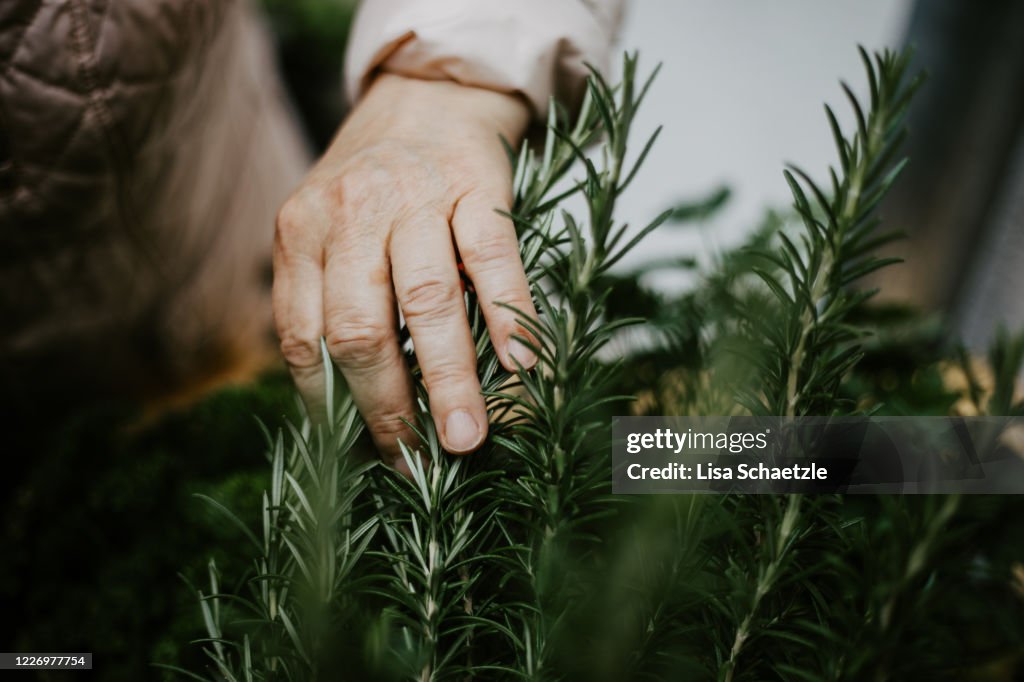 Elderly woman touches and harvest the rosemary
