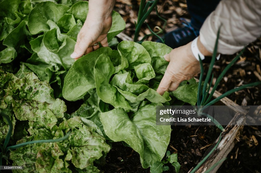 Harvest salad in the garden